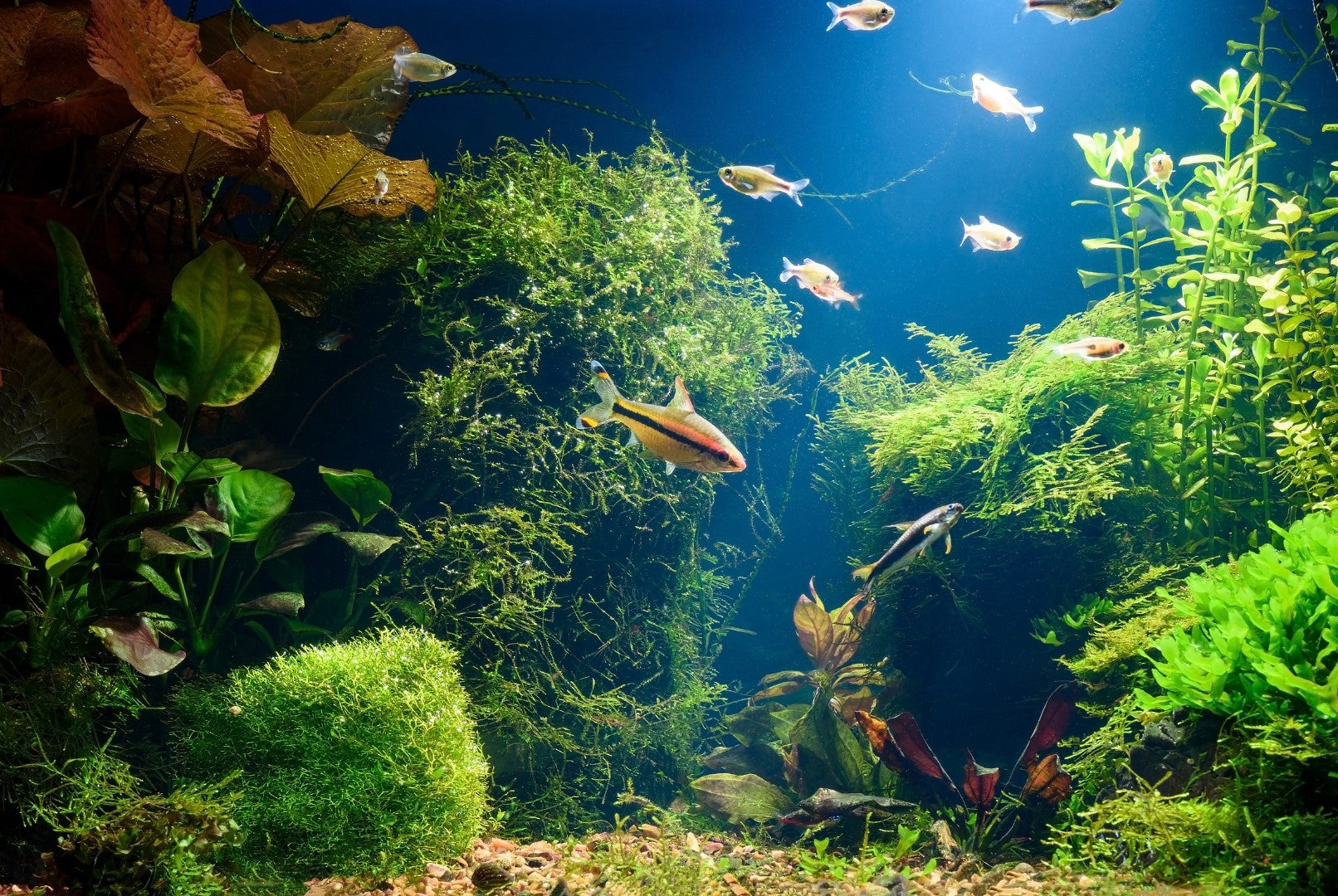 Aquarium with fish and green plants