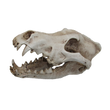 Urs Wolf Skull Ornament