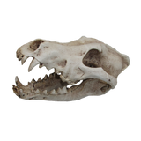 Urs Wolf Skull Ornament