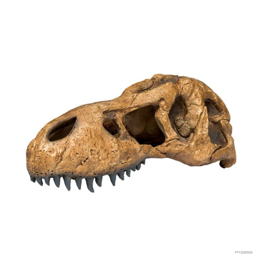 Exo Terra T Rex Skull