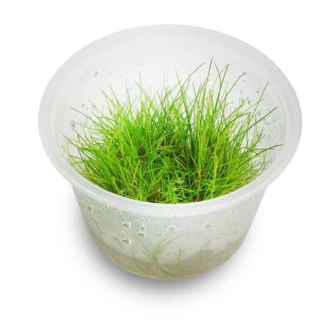 Tc - Eleocharis Acicularis Mini Hairgrass