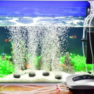 Fish tank with air stone and water flow, featuring small fish.