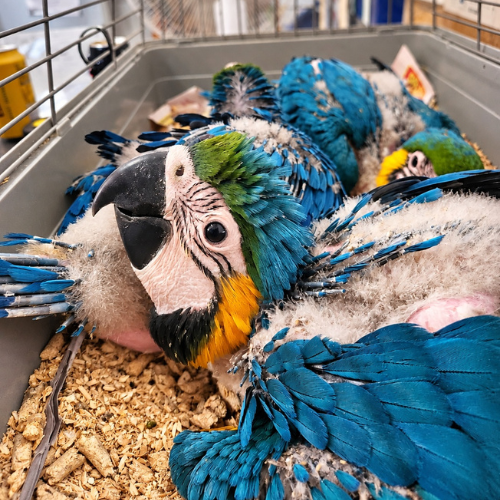 Young blue-and-gold macaw chicks with developing feathers resting together in a rearing enclosure at Aquabird Pet Centre.