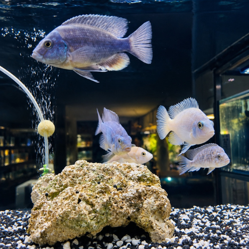 Colourful freshwater cichlids swimming around a rock formation in an aquarium at Aquabird Pet Centre, showcasing the store's live fish range.