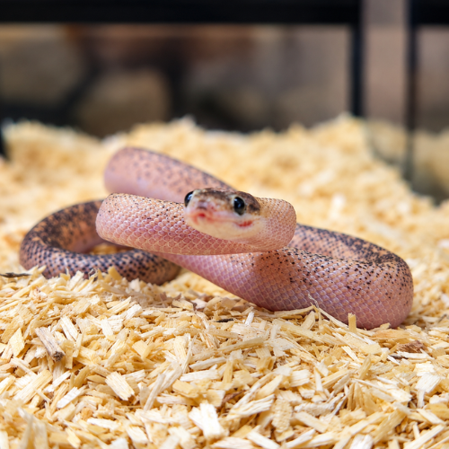 Small pink snake coiled on wood shavings inside a reptile enclosure at Aquabird Pet Centre.