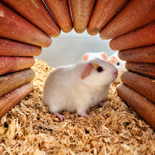 White guinea pigs resting on bedding inside a wooden hide at Aquabird Pet Centre, showcasing the small animals cared for in-store.