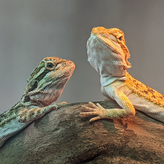 Two bearded dragons on a rock with a blurred background