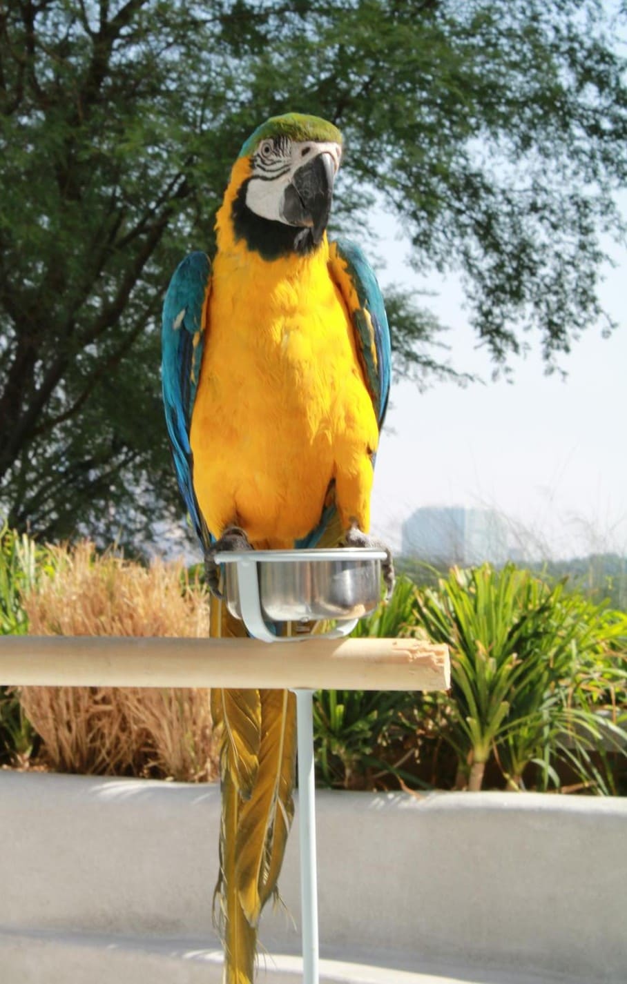 Macaw perched on a branch with a feeder outdoors