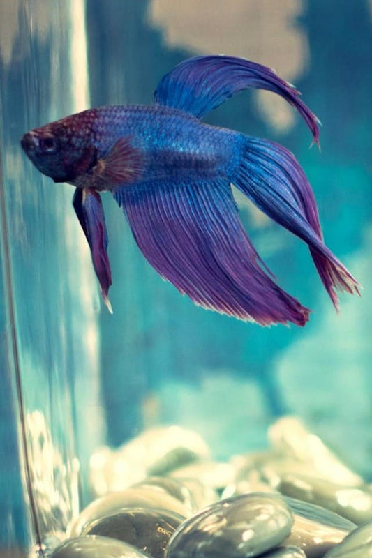 Blue fighter fish swimming in a clear tank with pebbles.