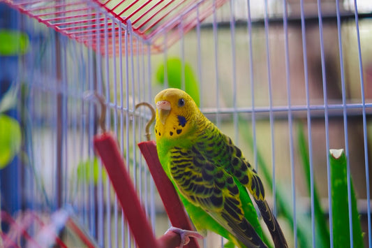 Click the budgerigar picture to see our bird food page