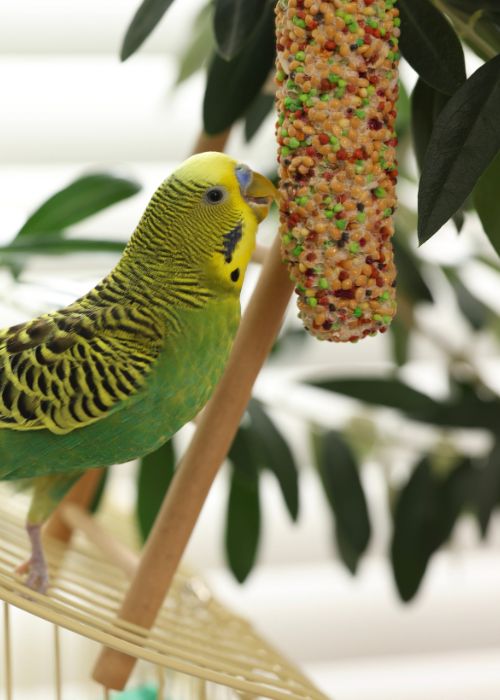 Aquabird Toowoomba