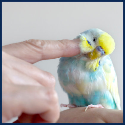Aquabird Toowoomba