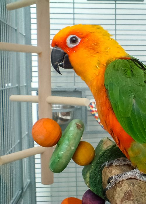 Aquabird Toowoomba