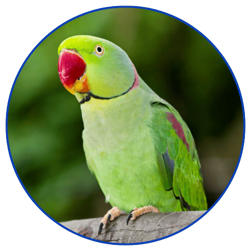 Click the green parrot to visit our pet bird supplies page