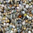 Budgie Mix 2kg