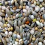 Budgie Mix 2kg