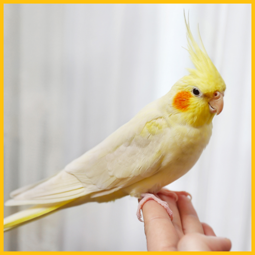 Aquabird Toowoomba
