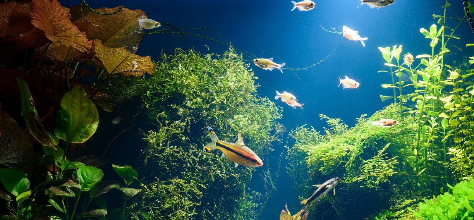 Aquarium with fish and green plants