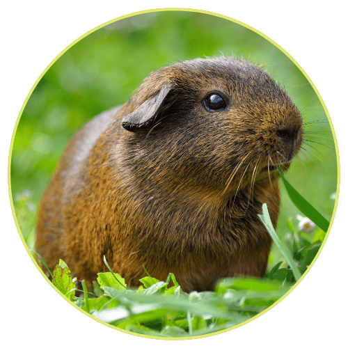 Click the brown guinea pig to visit our small animal supplies page