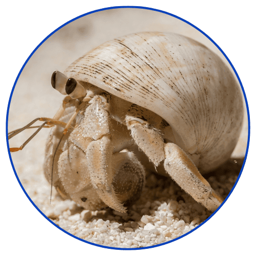 Hermit crab with a shell on a sandy surface