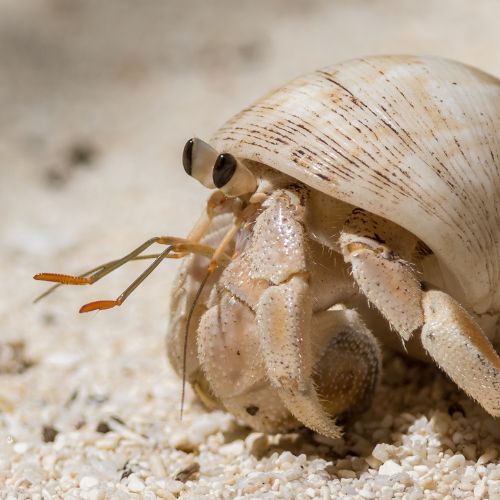 Hermit crab in a shell on sandy ground