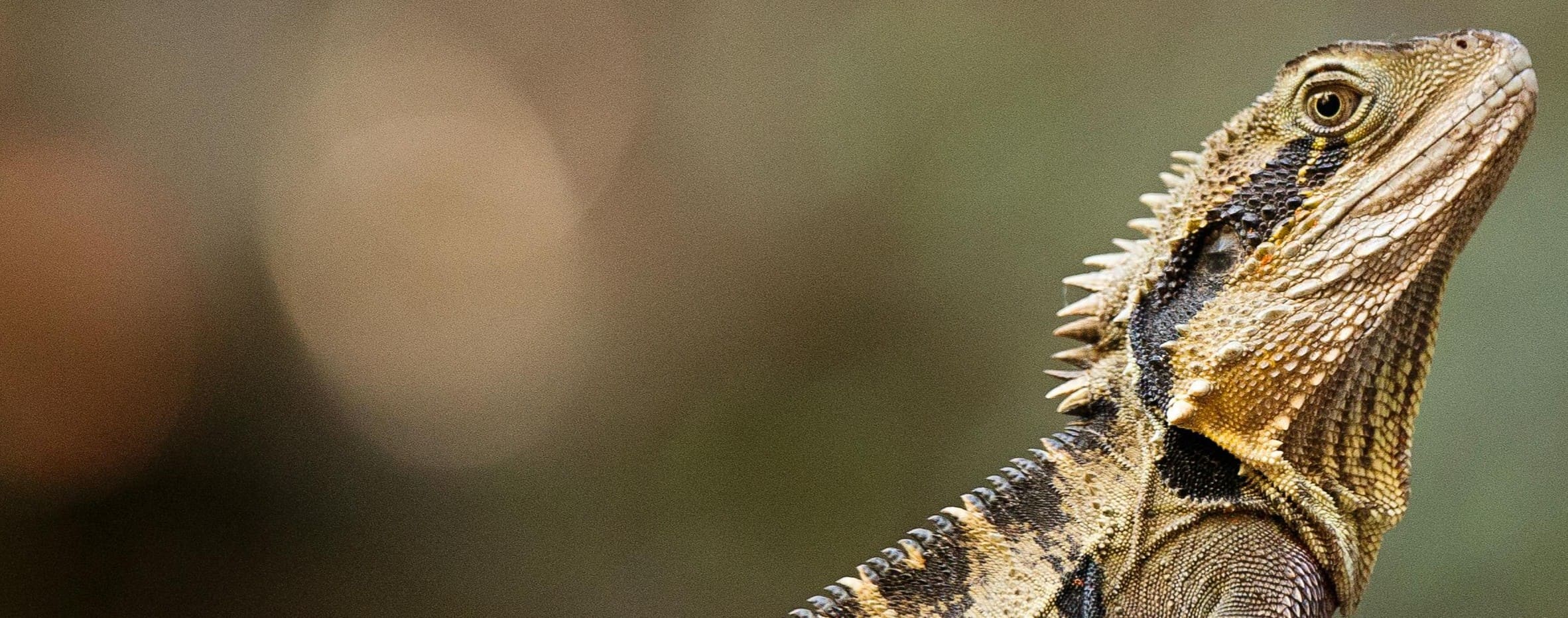 Close-up of a lizard with a blurred natural background
