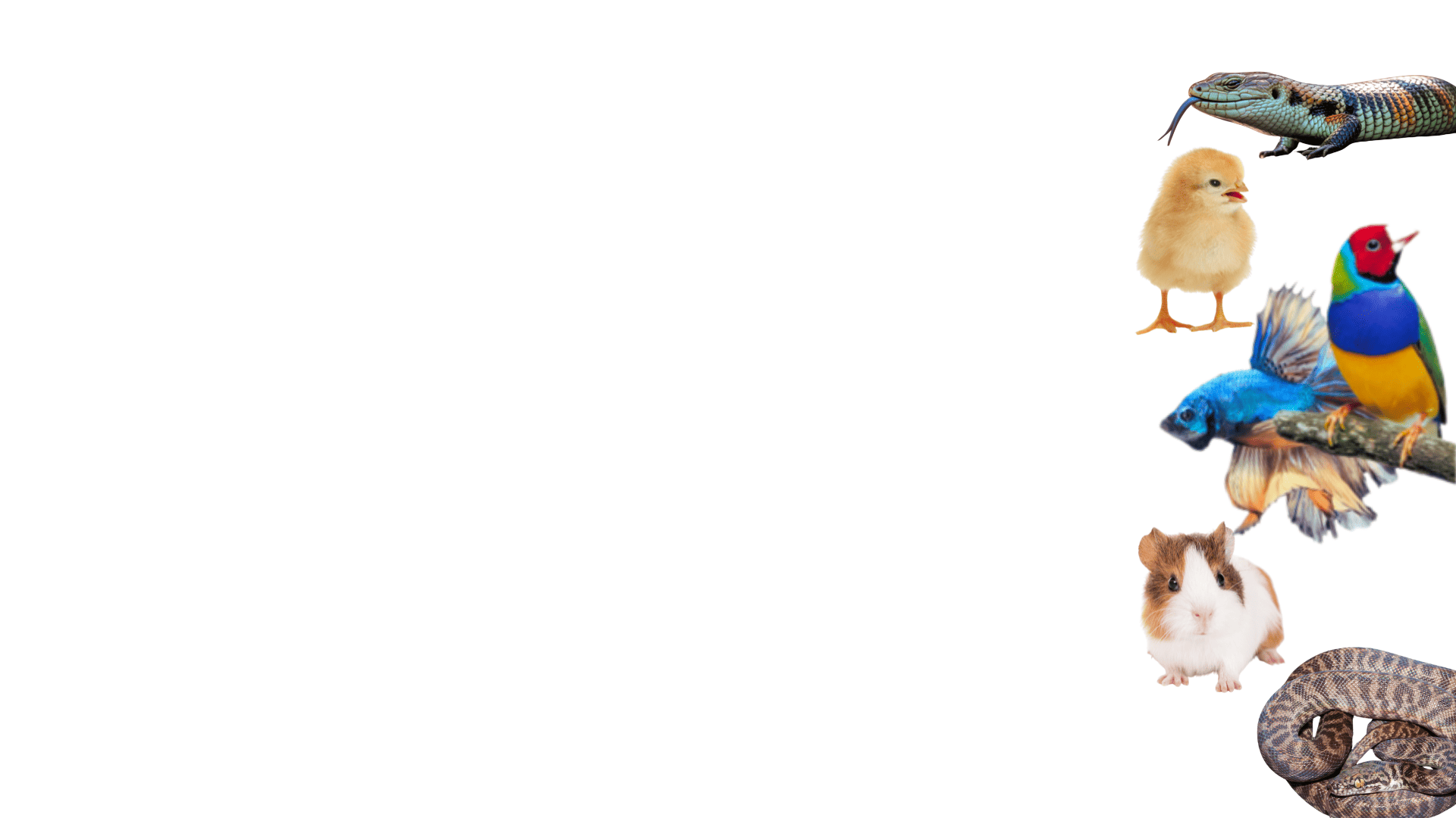 Collection of various animals including birds, a snake, and a hamster on a white background