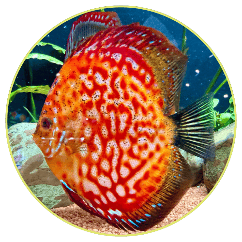 Click the colourful fish to visit our fish supplies page