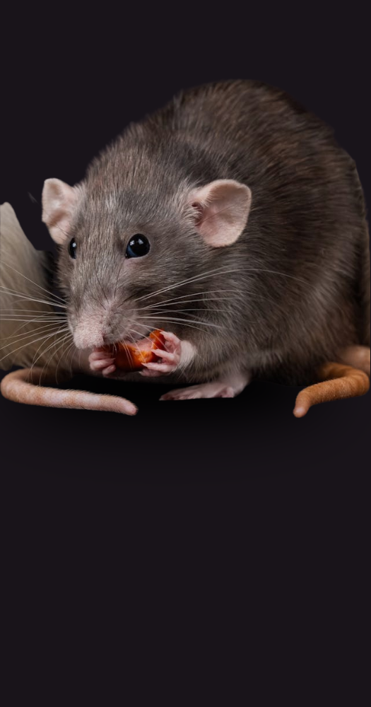 Gray rat eating a piece of food on a black background