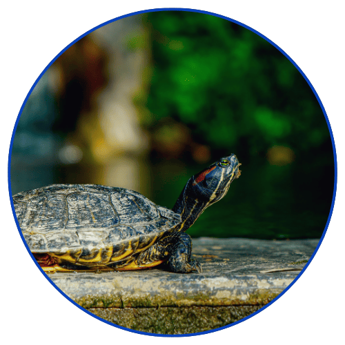 Tortoise on a rock with a blurred green background