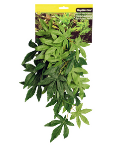 Hanging Sativia Green - 70cm