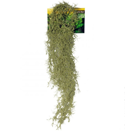 Hanging Spanish Moss Grey 70cm