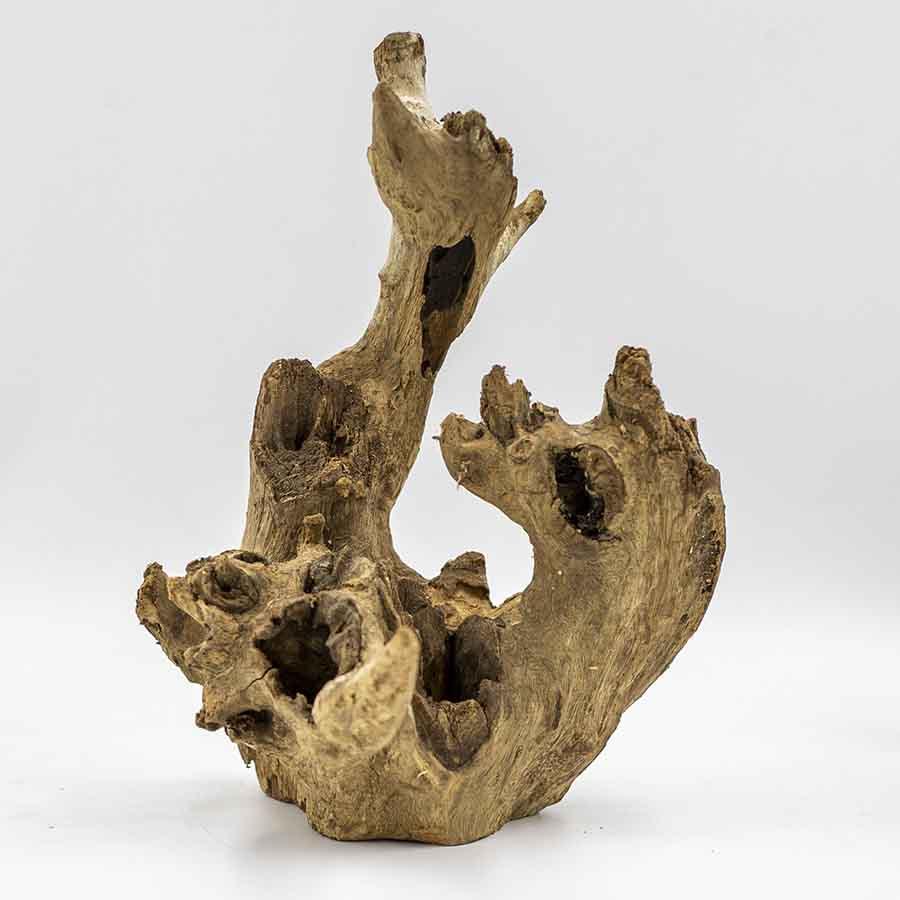 Nino's Java Crown Wood - Medium