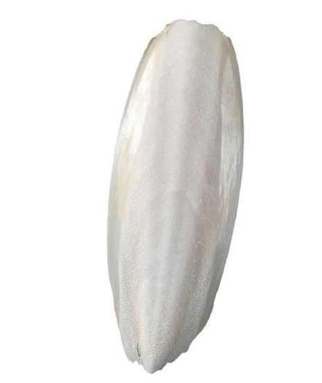 Cuttle Fish / Cuttlebone