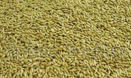 Canary Seed 20kg