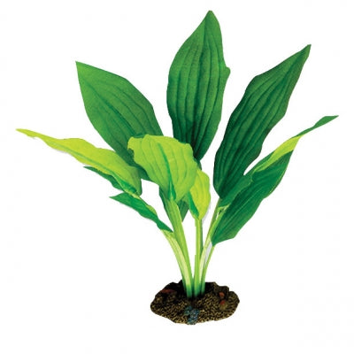 Silk Plant-amazon Broad Leaf 13cm