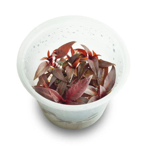 Tc - Ludwigia Glandulosa