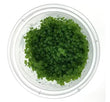 Tc - Micranthemum Monte Carlo