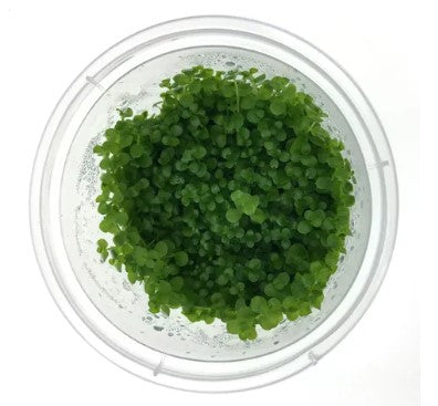 Tc - Micranthemum Monte Carlo
