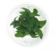 Tc - Staurogyne