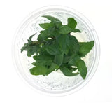 Tc - Staurogyne