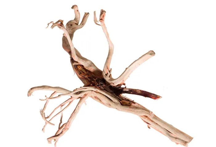 Red Moore Driftwood Medium 40cm