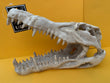 Urs Croc Skull - Medium