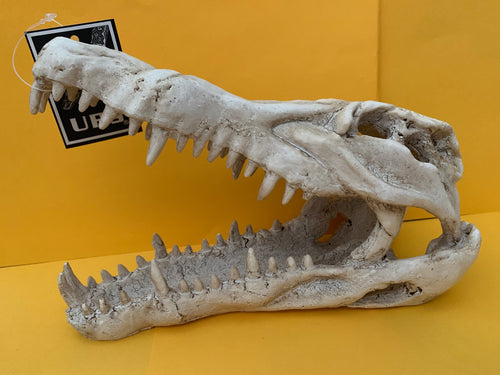 Urs Croc Skull - Medium