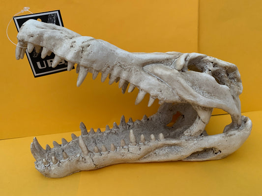 Urs Croc Skull - Medium