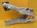 Urs Croc Skull - Medium